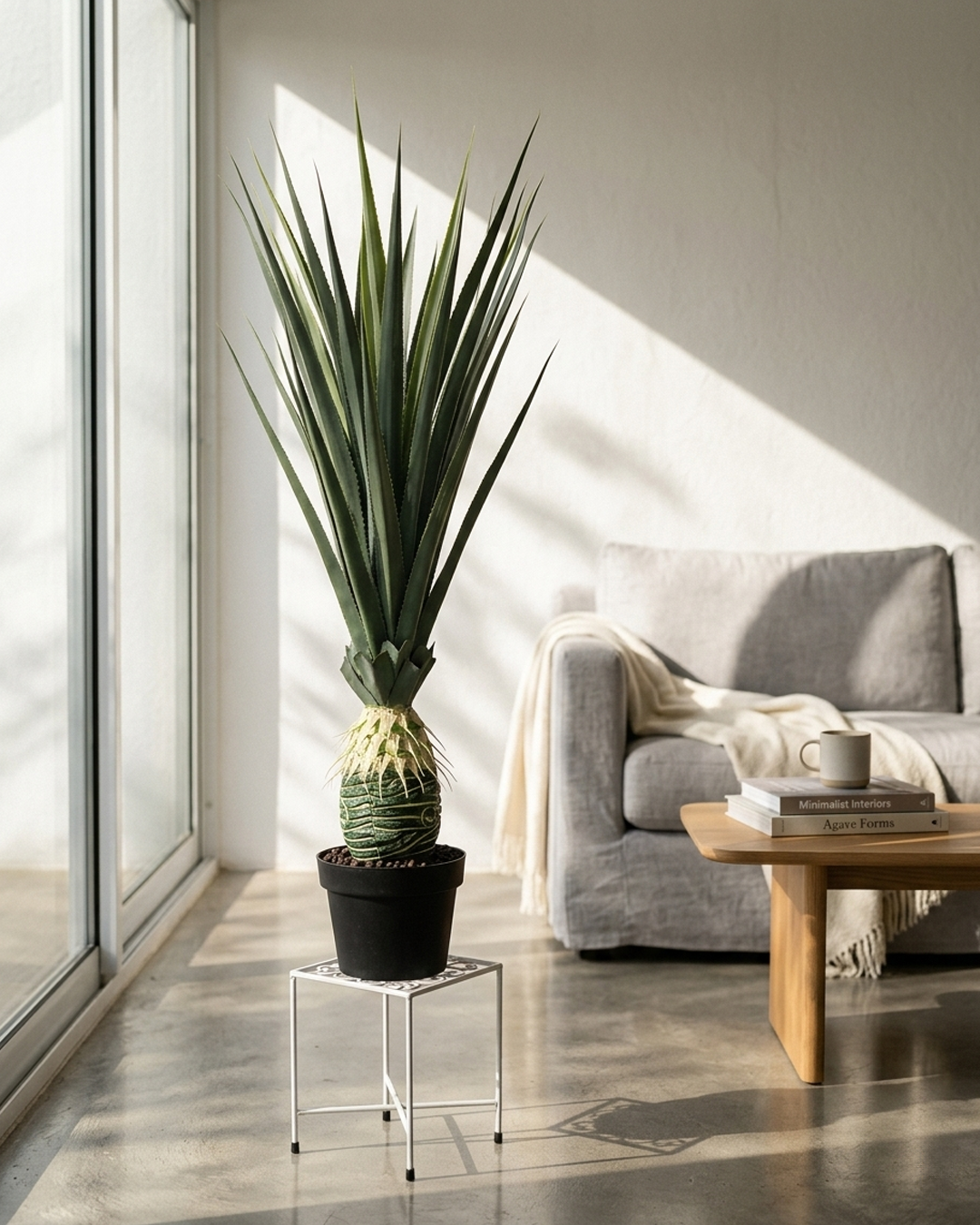 Saksijsko cveće | Ananas 130 cm