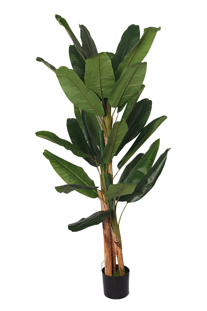 Banana - Model 11 - 190 cm