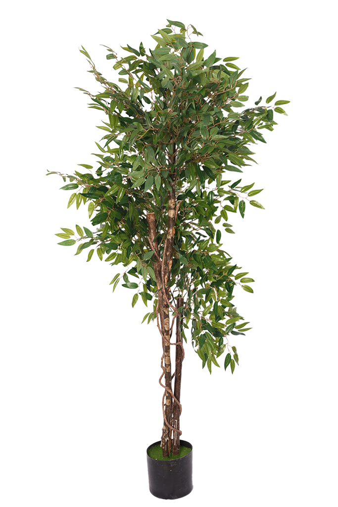 Francuski fikus - Model 24 - 180 cm