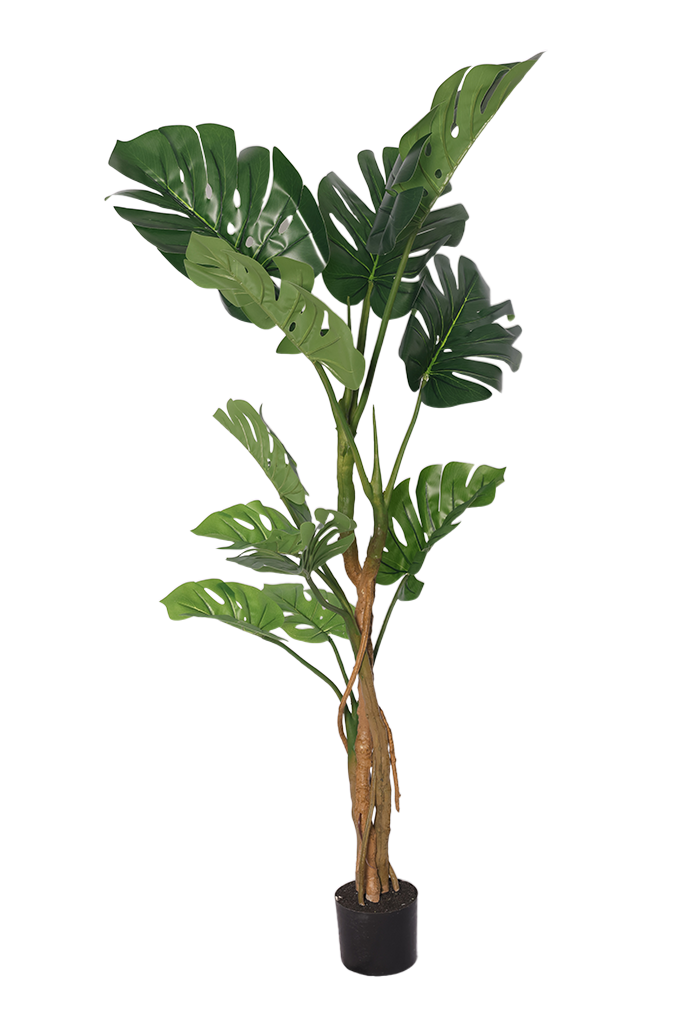 Monstera - Model 19 - 160 cm