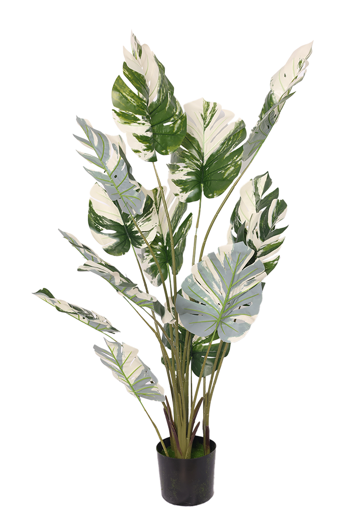 Monstera Šarena - Model 9 - 150 cm