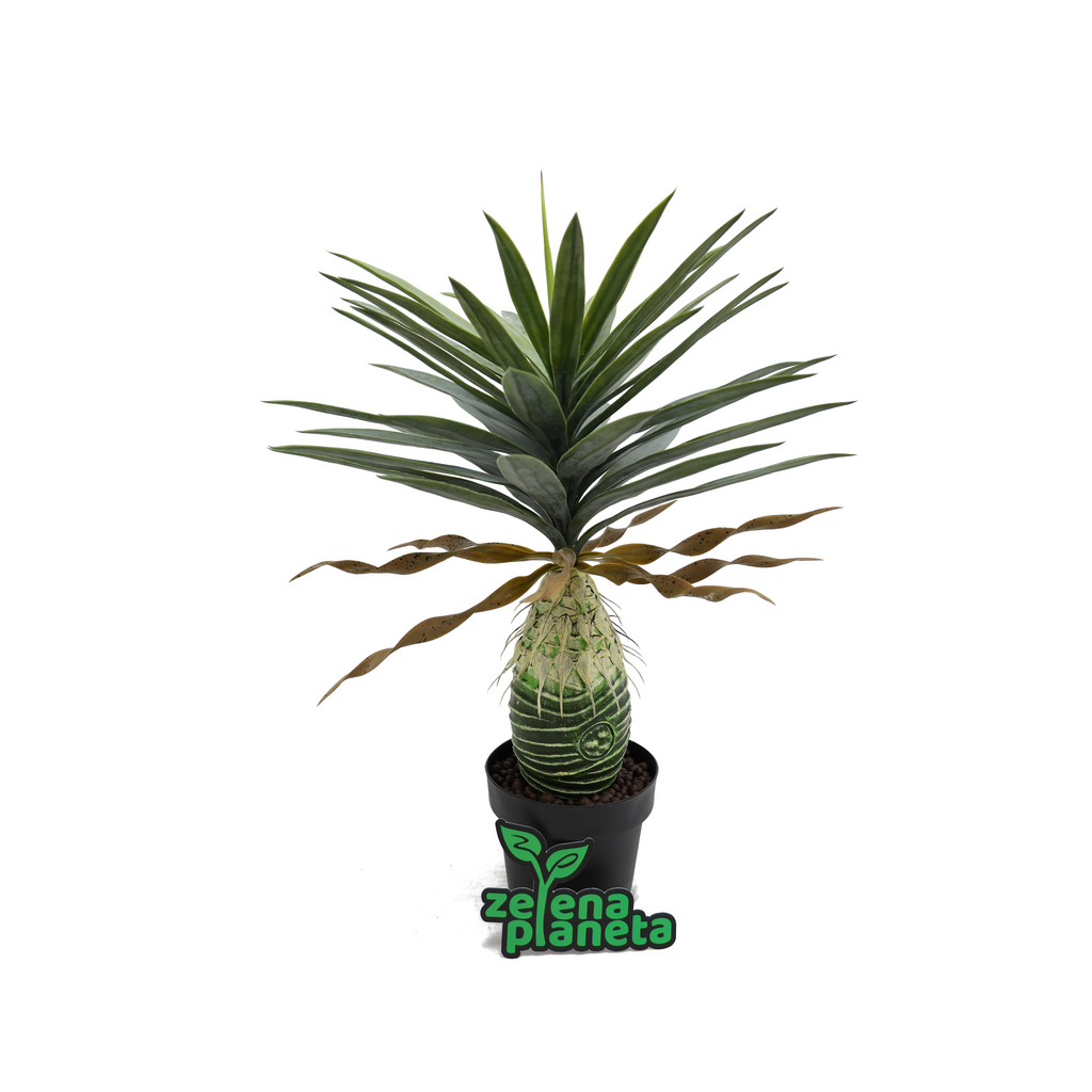 Veštačka biljka ananas 80 cm na beloj pozadini, ceo izgled