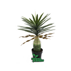 Veštačka biljka ananas 80 cm na beloj pozadini, ceo izgled