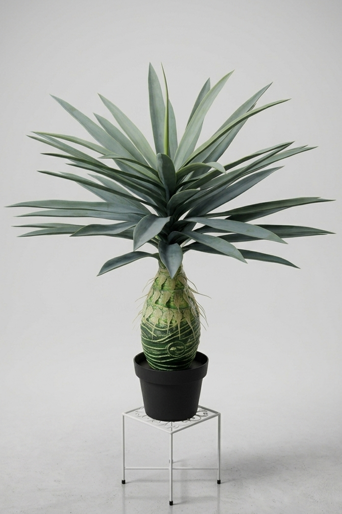 Saksijsko cveće | Ananas 80 cm