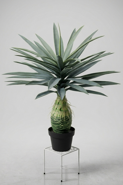 Saksijsko cveće | Ananas 80 cm