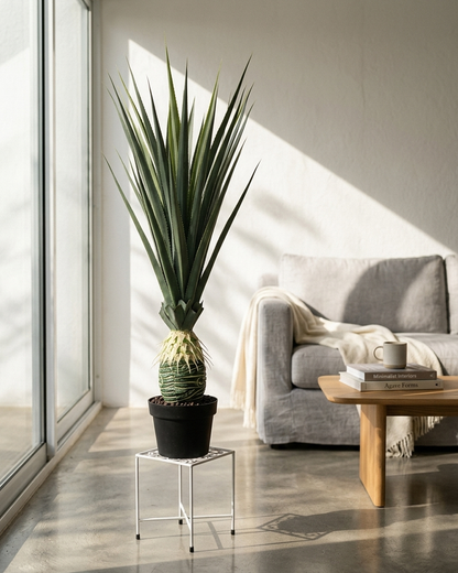 Saksijsko cveće | Ananas 130 cm