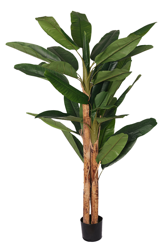 Banana - Model 12 - 210 cm