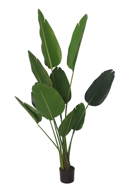 Banana - Model 16 - 150 cm