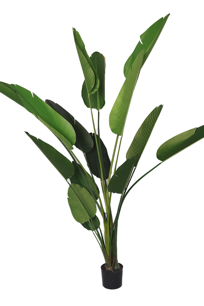 Banana - Model 18 - 250 cm