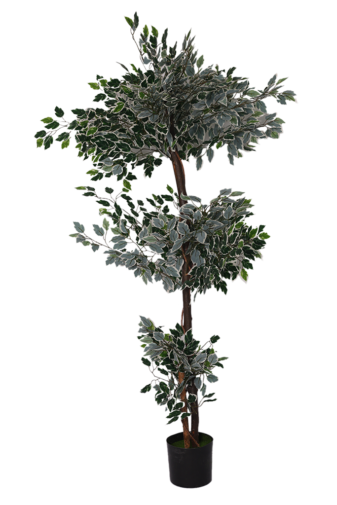 Fikus - Model 26 - 170 cm