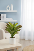 Veštačka bromelija 50 cm u beloj saksiji na stočiću pored fotelje