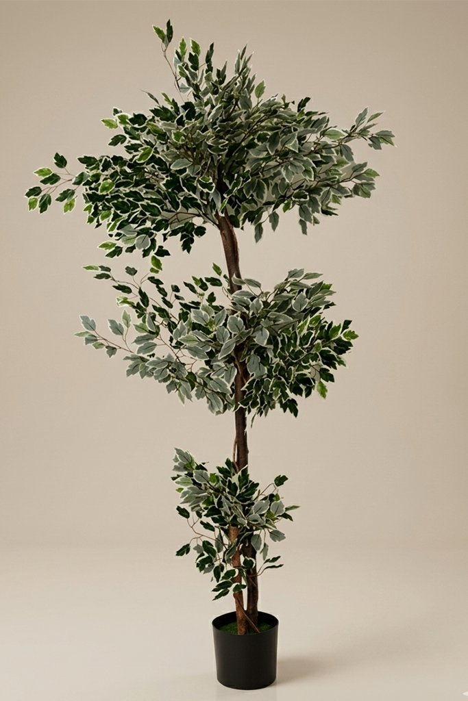 Fikus - Model 26 - 170 cm