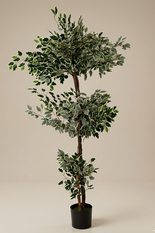 Fikus - Model 26 - 170 cm