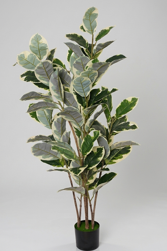 Fikus - Model 27 - 135 cm