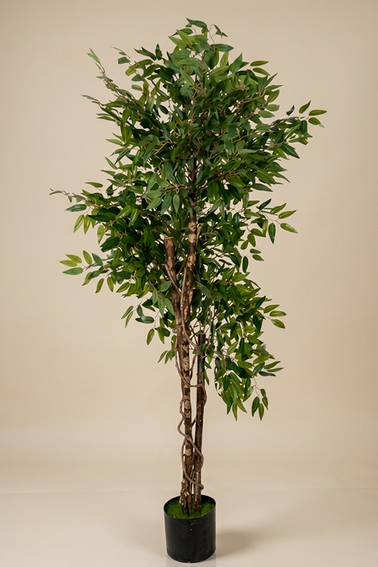 Francuski fikus - Model 24 - 180 cm
