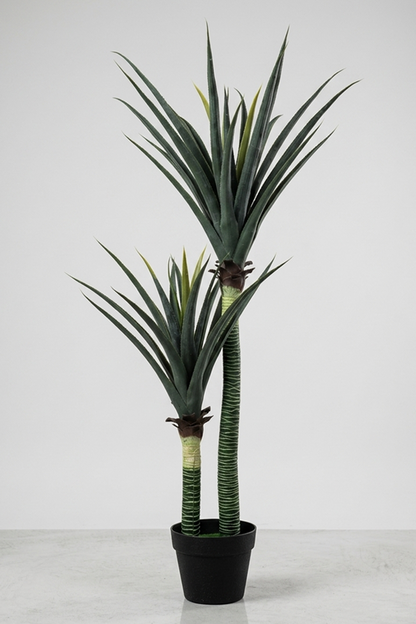 Saksijsko cveće | Juka 120 cm