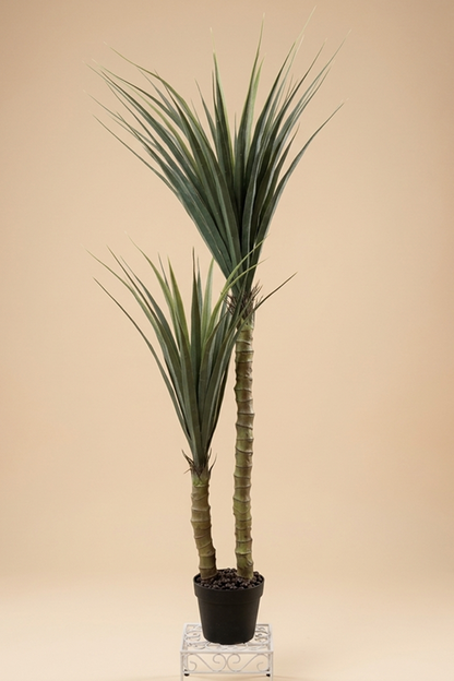 Saksijsko cveće | Juka 135 cm