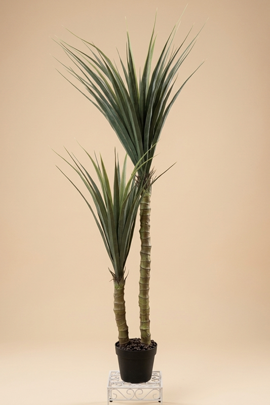 Saksijsko cveće | Juka 135 cm