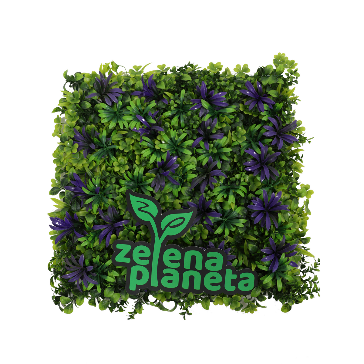 Zidni panel sa ljubičastim rozetama 50x50 cm spreda na beloj pozadini
