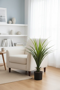 Veštačka dracena 70 cm u crnoj saksiji pored fotelje