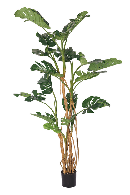 Monstera - Model 20 - 220 cm