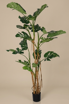 Veštačka monstera sa više stabala 220 cm na bež pozadini