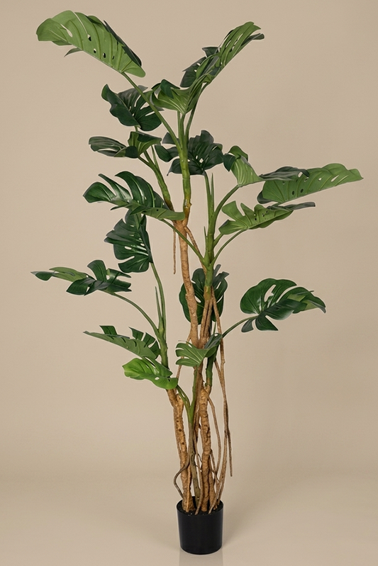 Monstera - Model 20 - 220 cm