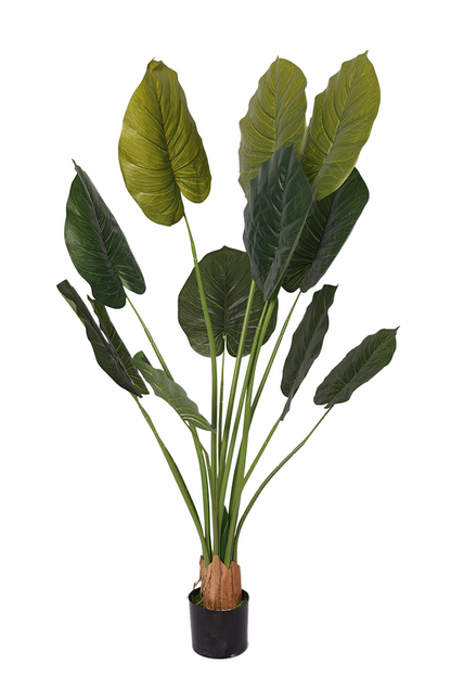 Potos - Model 13 - 160 cm