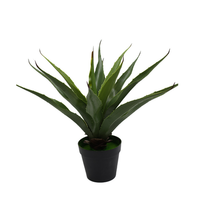 Saksijsko cveće - model 03 | Aloe vera