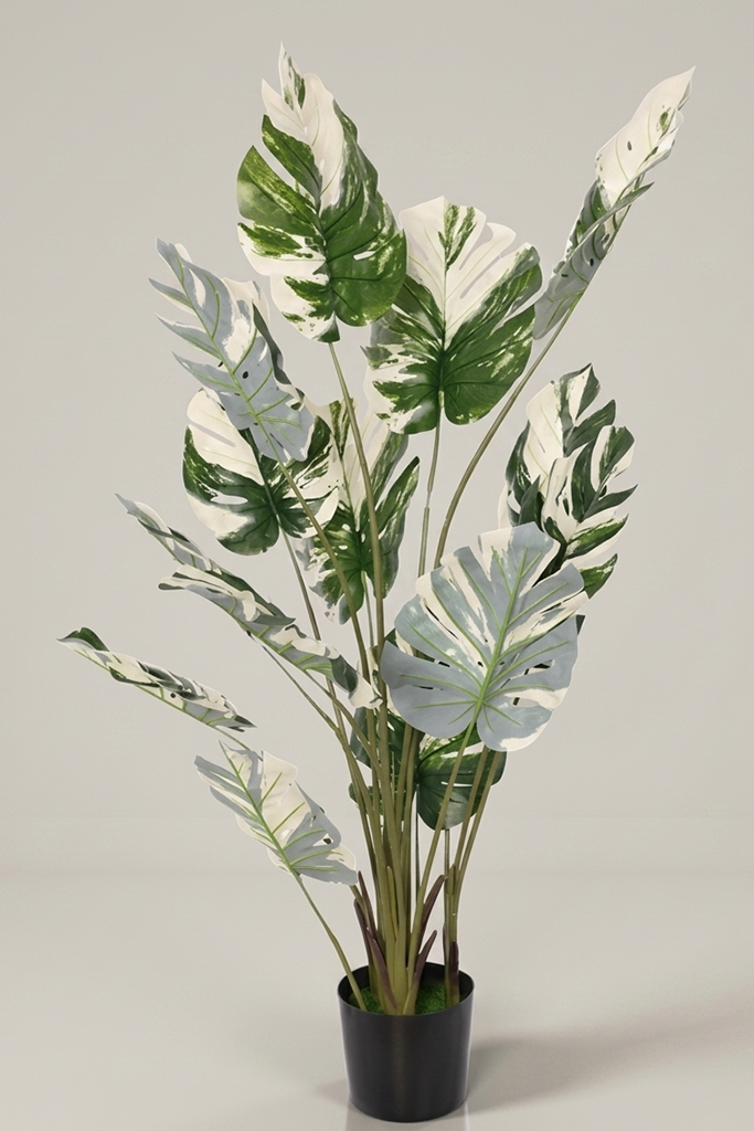 Monstera Šarena - Model 9 - 150 cm
