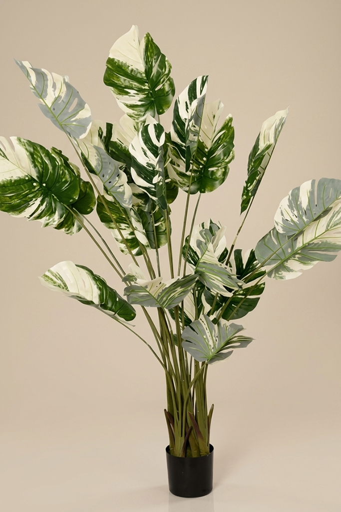 Monstera Šarena - Model 10 - 190 cm