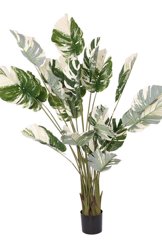 Monstera Šarena - Model 10 - 190 cm
