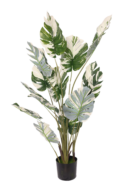 Monstera Šarena - Model 9 - 150 cm