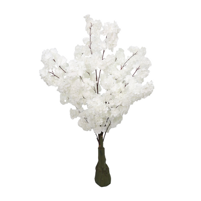 Japanska trešnja - 110 cm - bela