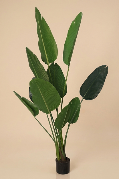 Banana - Model 16 - 150 cm