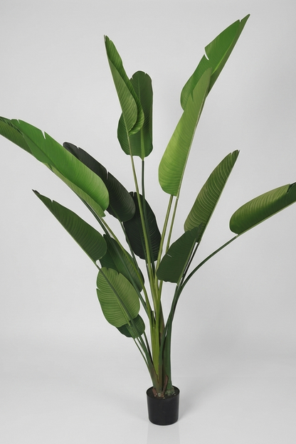 Banana - Model 18 - 250 cm
