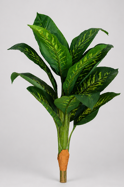 Difenbahija - 100 cm
